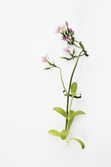 Naklejka na ściany i meble Nahaufnahme von centaurium Blume auf weißem Hintergrund