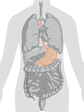 Human Body Anatomy - Stomach