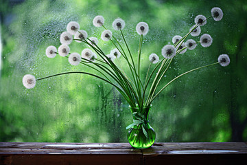 dandelions in white vase on the window