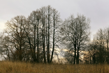 Fototapeta na wymiar autumn trees without leaves panorama view