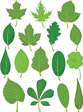 Leaves Set - Green Leaves
