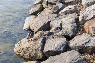 Helsinki, Finland. Wild geese