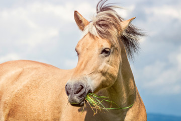 Portrait of a horse on the pasture