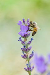 Bee on Lavender