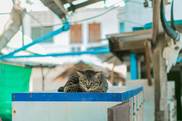 Cat relaxes on the wooden table