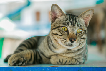 Cat relaxes on the wooden table