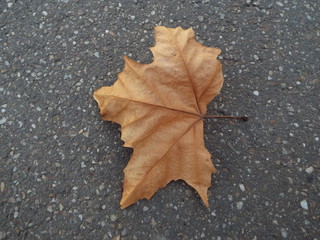 leaf on asphalt