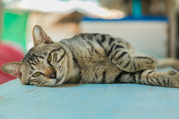 Cat relaxes on the wooden table