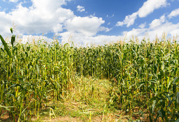 Corn farm