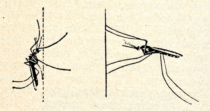 Culex pipiens (left) and Anopheles maculipennis sitting