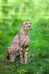Sitting in the grass Cheetah