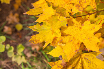 Autumn yellow leaves on tree