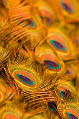 Abstract background of peacock feathers