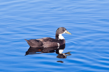 floating duck