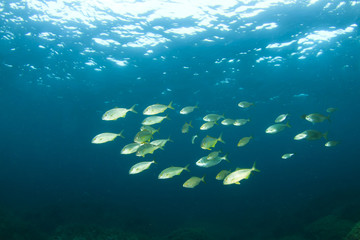 School of Amberjack fish