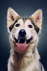 Portrait of a dog. Half Wolf, half Malamute