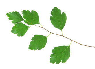 Currant brunch on white background isolated