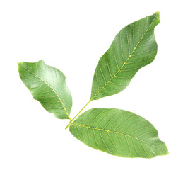 Walnut brunch on white background isolated