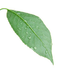 Fototapeta na wymiar Cherry leaf on white background isolated