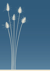 Fototapeta premium rabbit tail grass