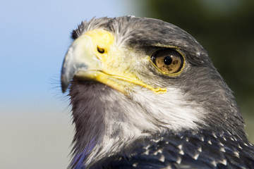 Kordillerenadler, Hellenthal, Deutschland