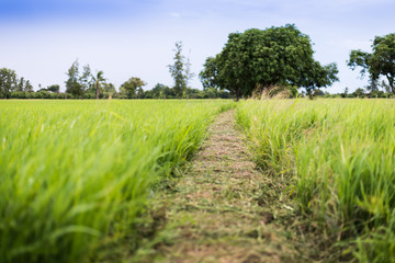 the rice field
