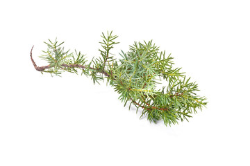 Fototapeta premium Juniper