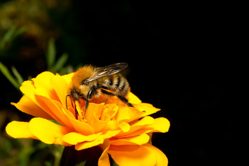 Bumblebee on a flower calendula