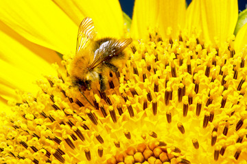 Bumblebee on a flower sunflower