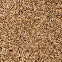 A grain of wheat in the background