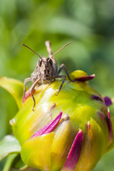 Grasshopper sitting on a flower bud