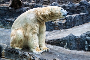Naklejka na ściany i meble Polar bear