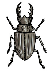 stag-beetle