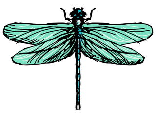 dragonfly