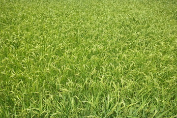 Close - up Natural green rice field