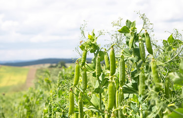 Green and sweet  pea