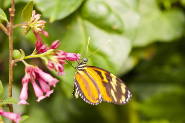 Fototapeta premium Heliconius hecale