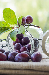 Pflaumen, Zwetschgen, Ernte, Bio