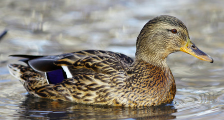 mallard duck on the river