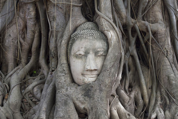 Buddha Statue Head in Banyan Tree, Thailand