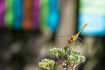 Close up of a yellow dragonfly on flower, looks like he is smiling