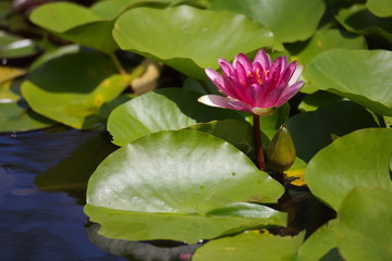 Pink lotus flower blooming at pond in summer