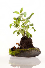 Ätherisches Öl Salbei