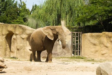 African elephant