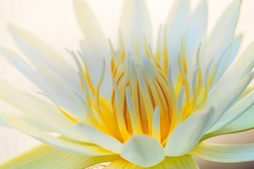 white Lotus yellow pollen