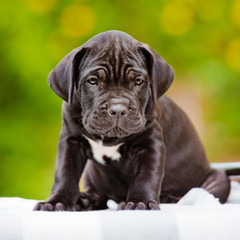 sad italian mastiff puppy