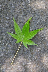 Green maple leaf falling on stone background