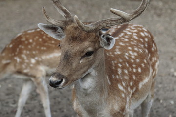 Gamo