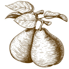 engraving pear and leaf on the branch