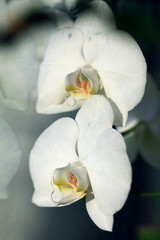 Fototapeta na wymiar flower white orchid